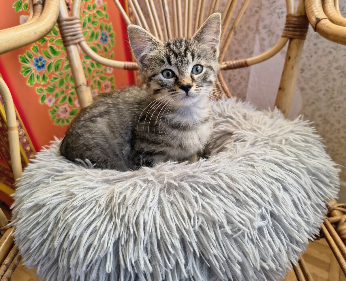 Adoption Eden
