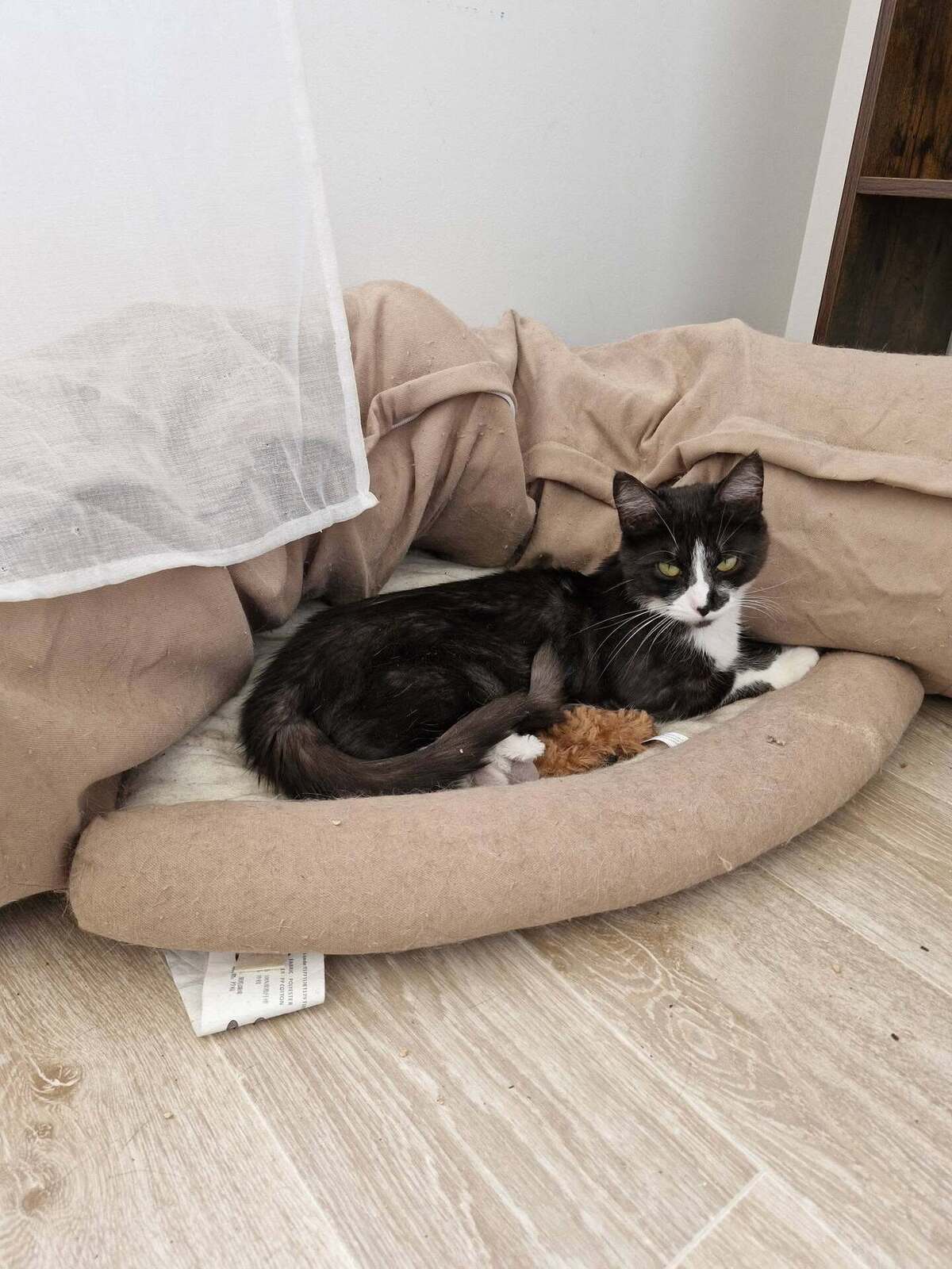 Adoption Litha
