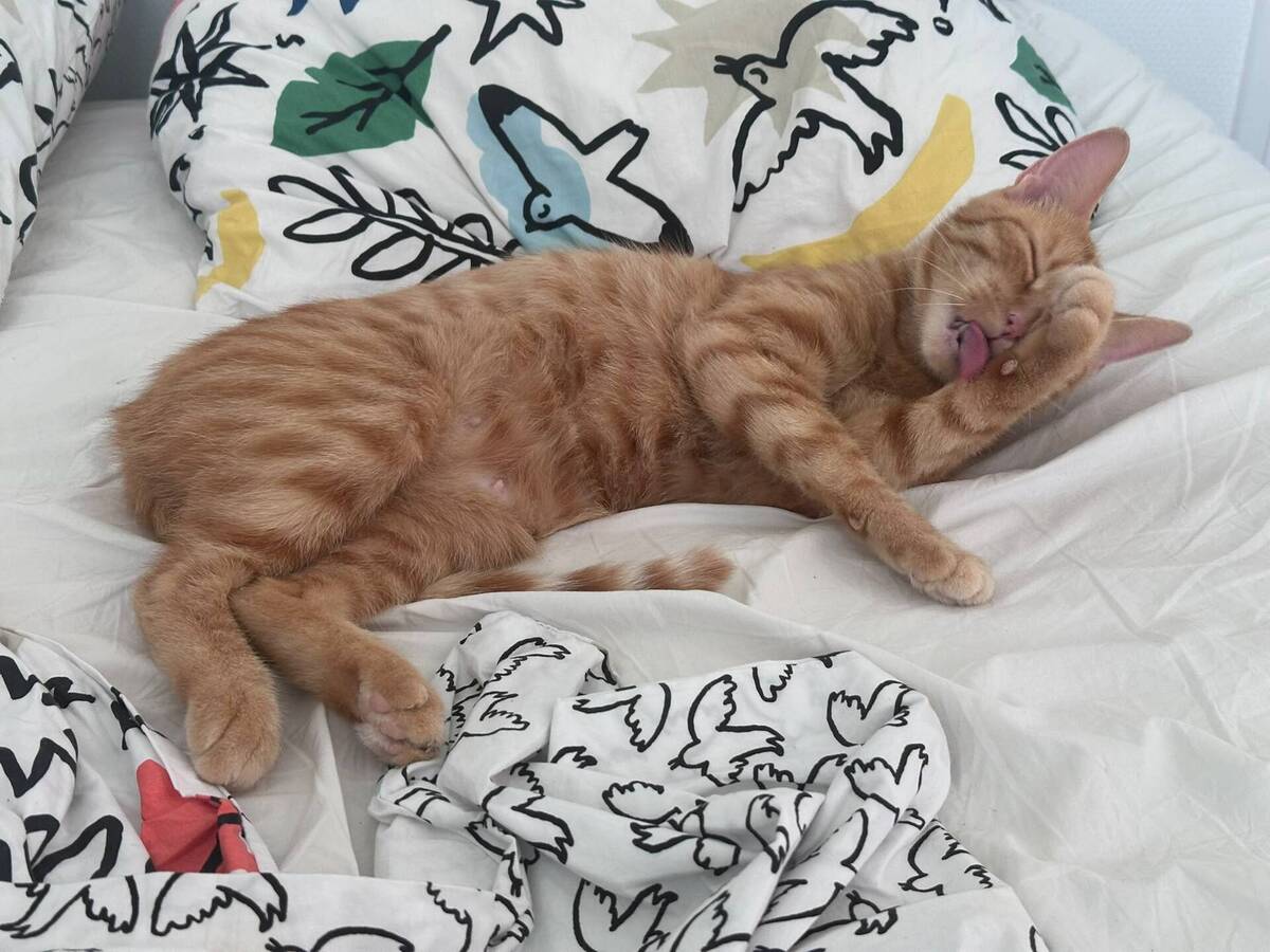 Adoption Lola