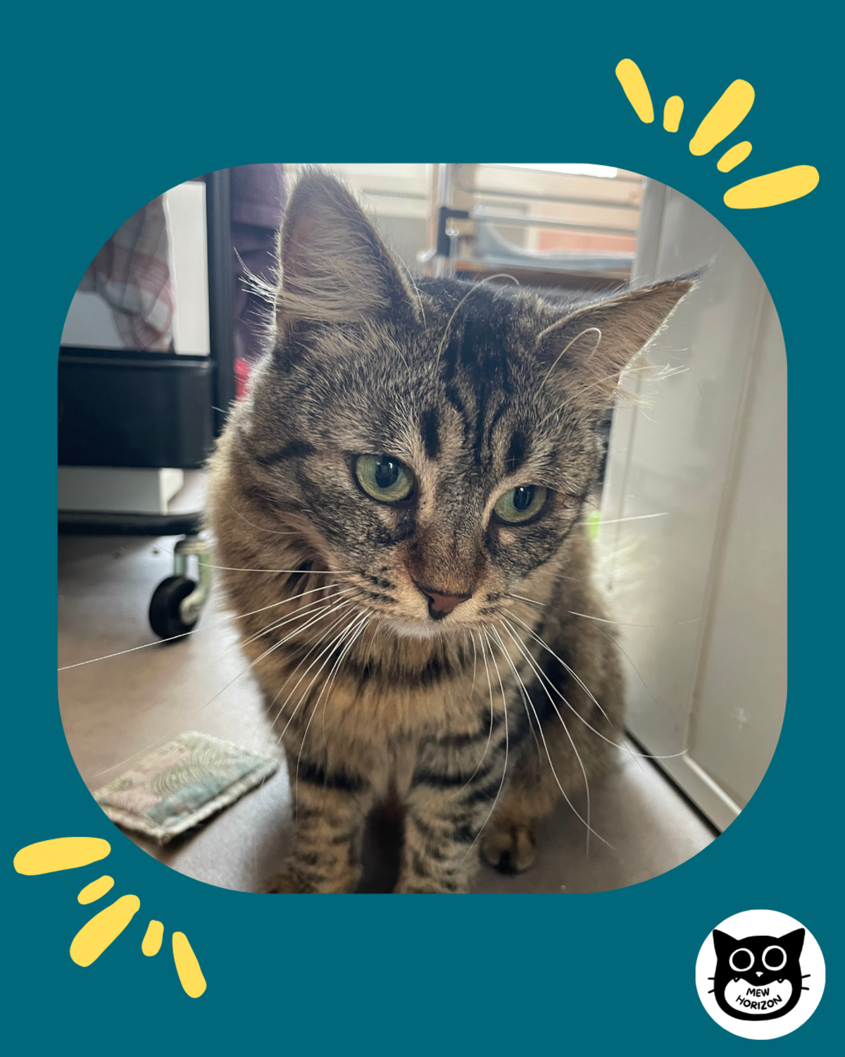 Adoption Trompette