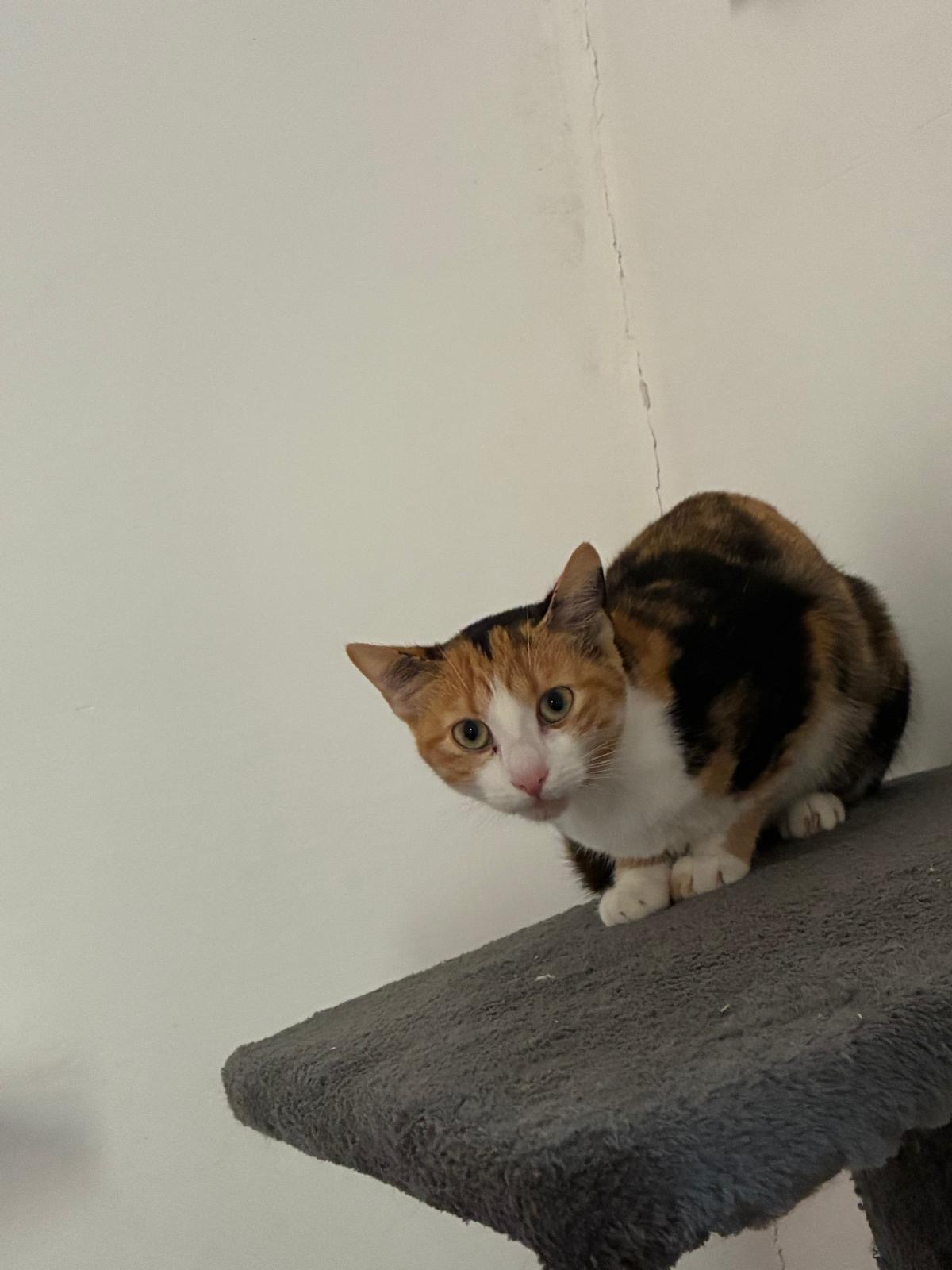 Adoption Calico