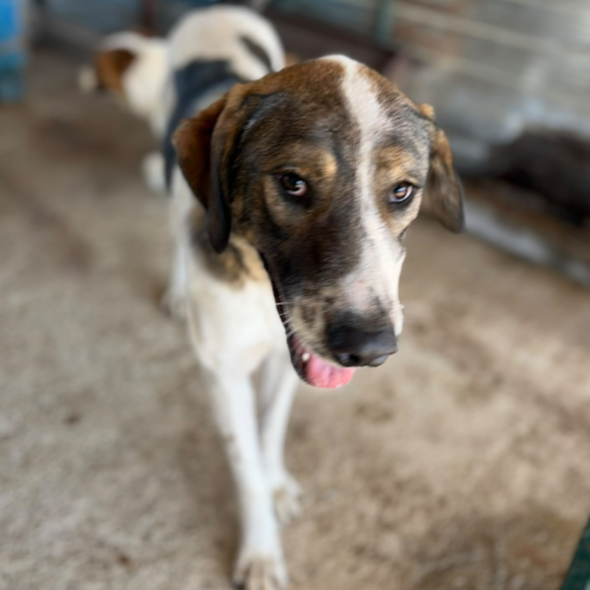 Adoption Lila