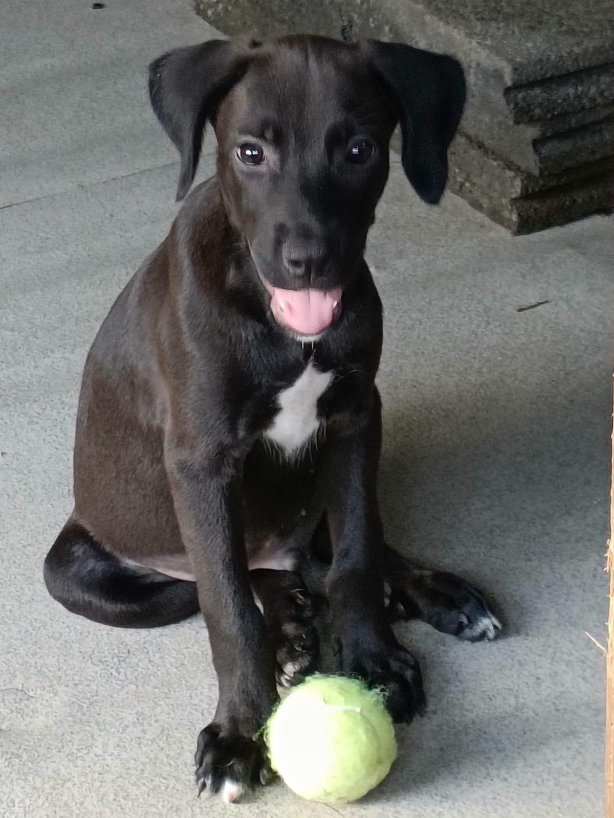 Adoption Luffy
