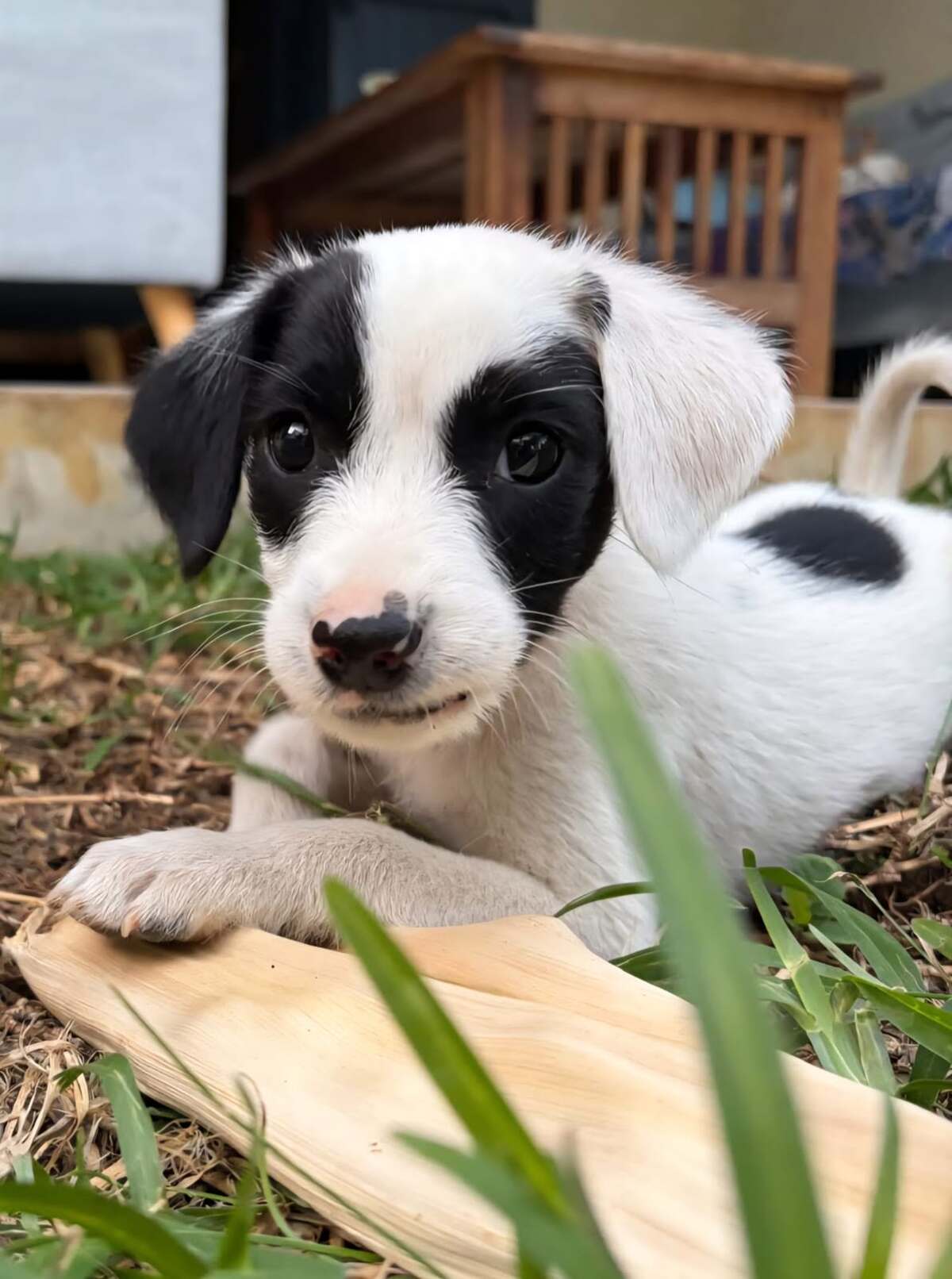 Adoption Billy