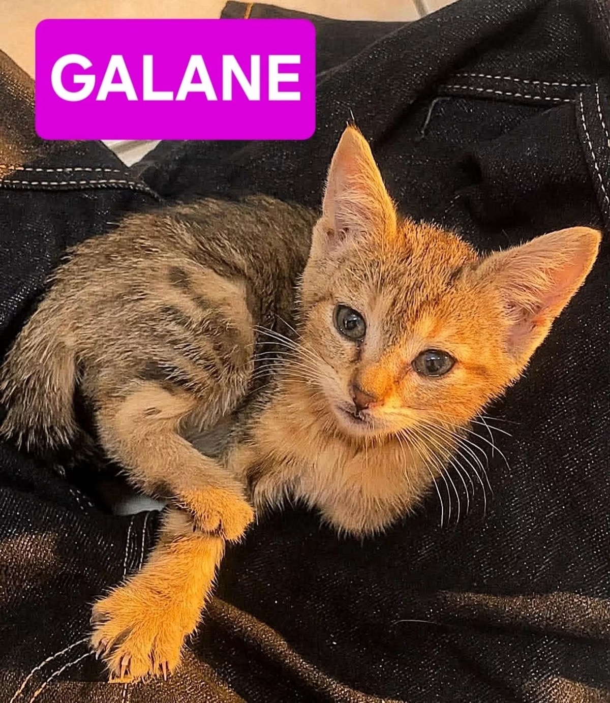 Adoption Galane/Zebrina/Ovide/Charbyde