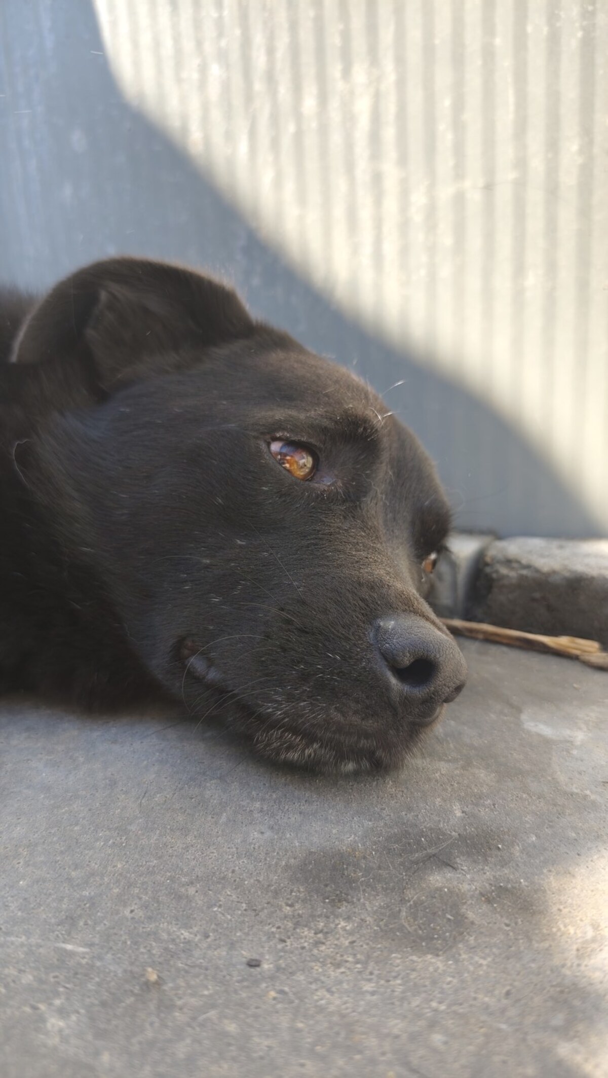 Adoption Raven