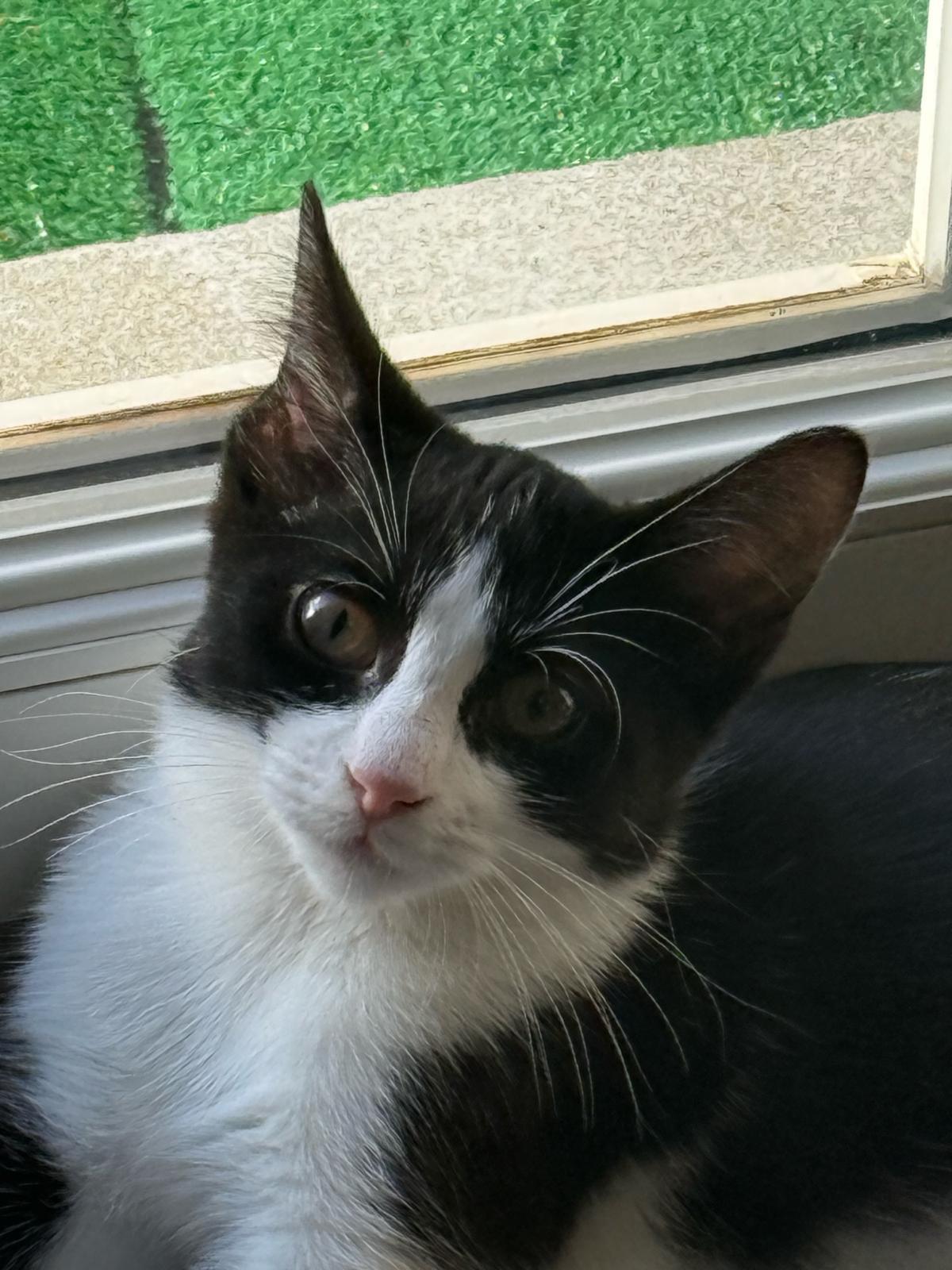 Adoption Fraise