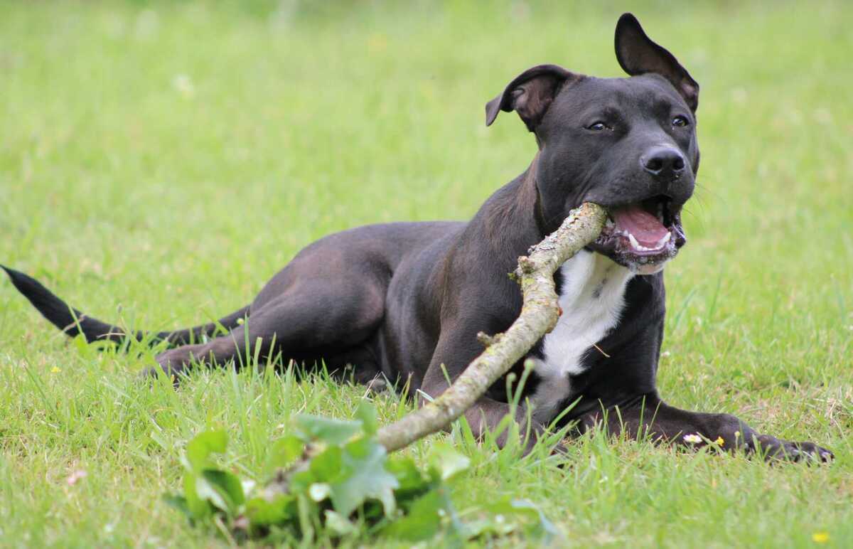 Adoption Daffy