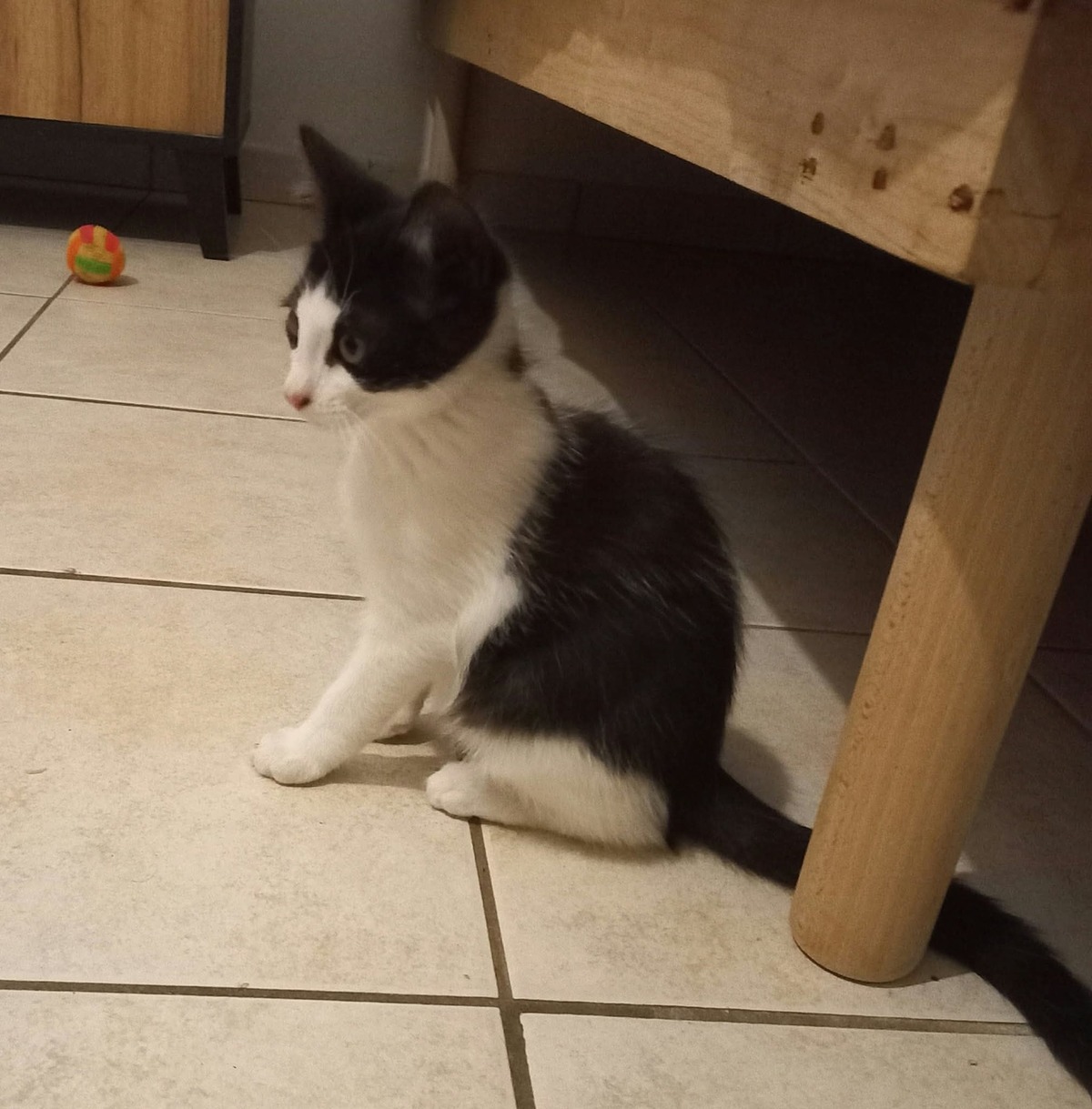 Adoption Bibop