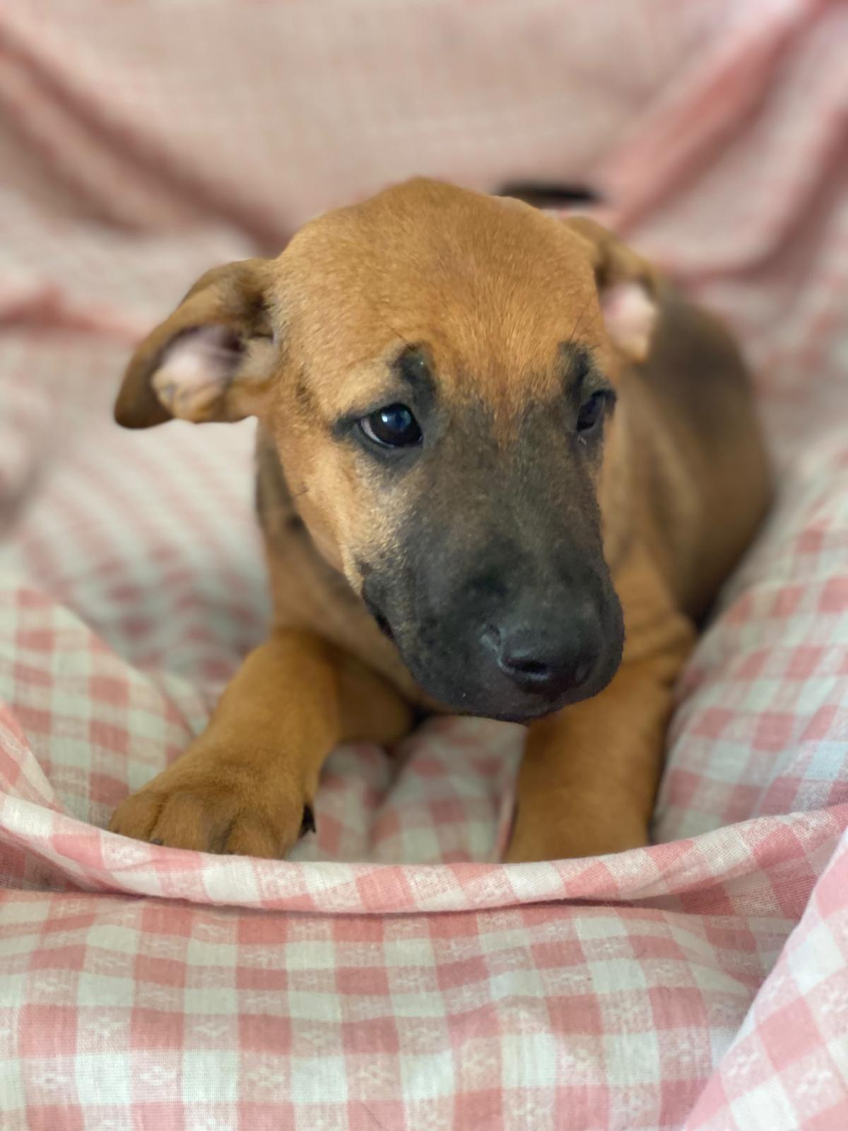 Adoption Libia