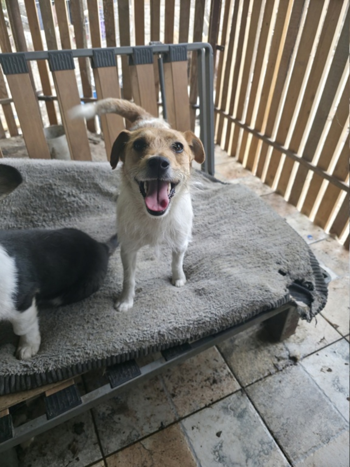 Adoption Virga