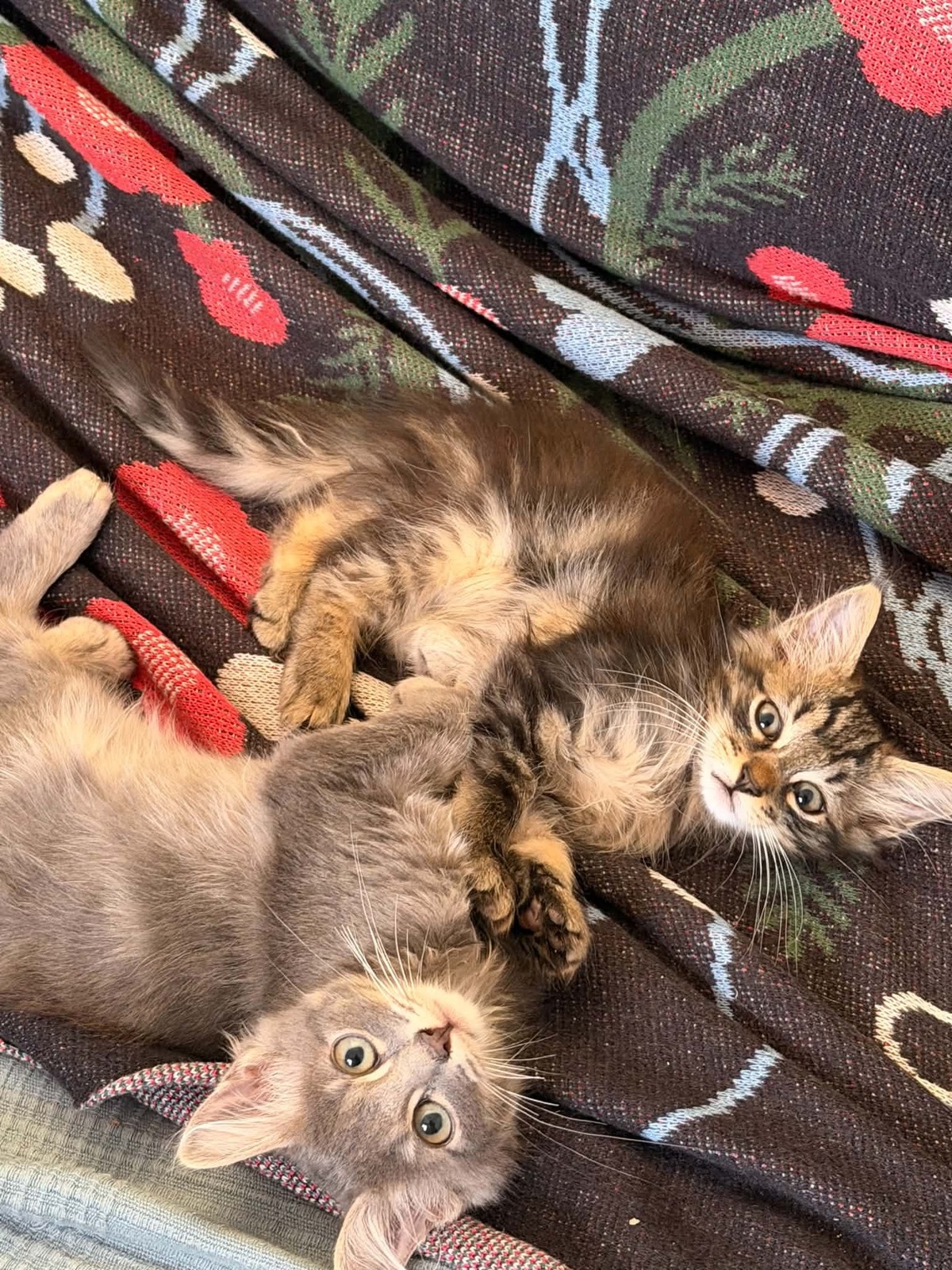 Adoption François