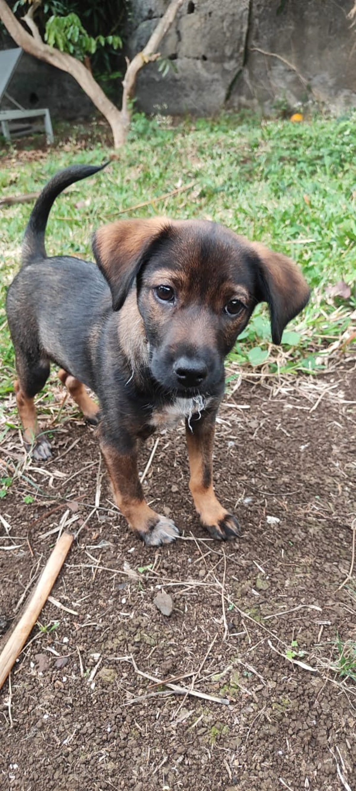 Adoption Nova