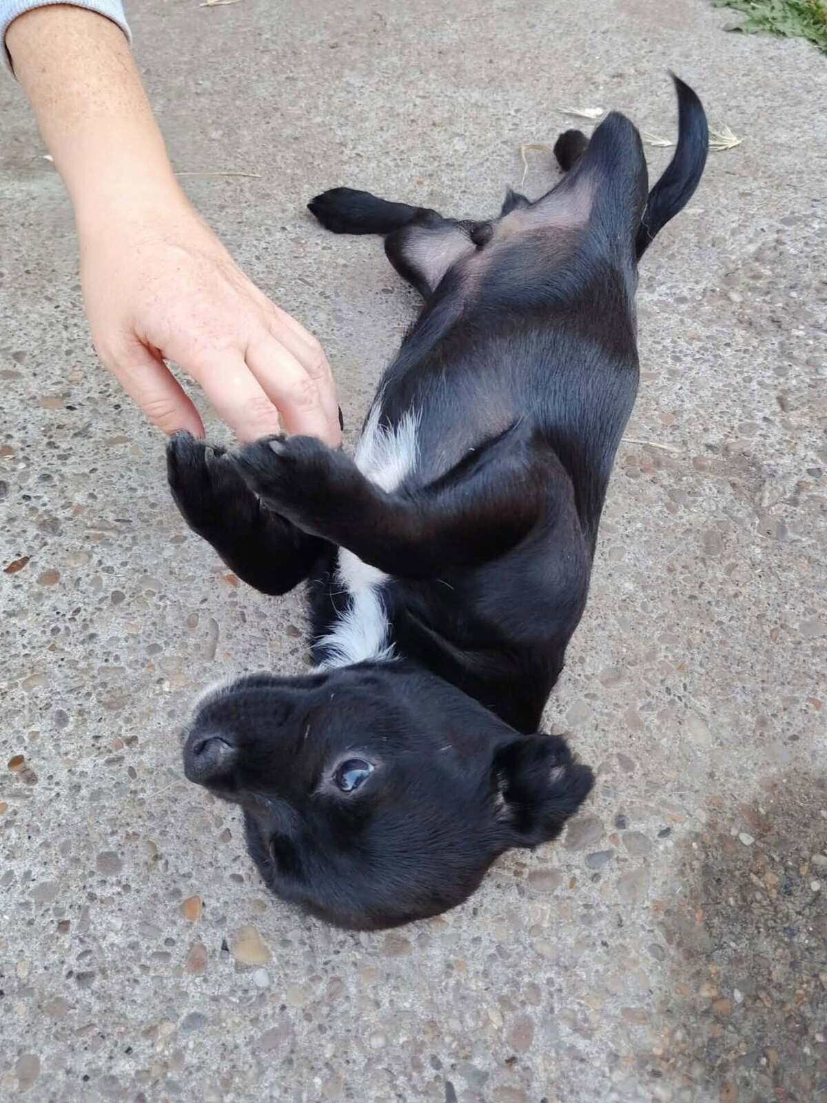 Adoption Oreo