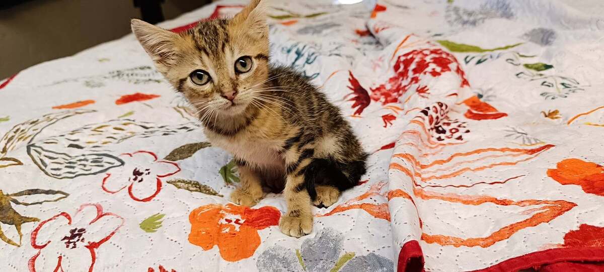 Adoption Bonbon
