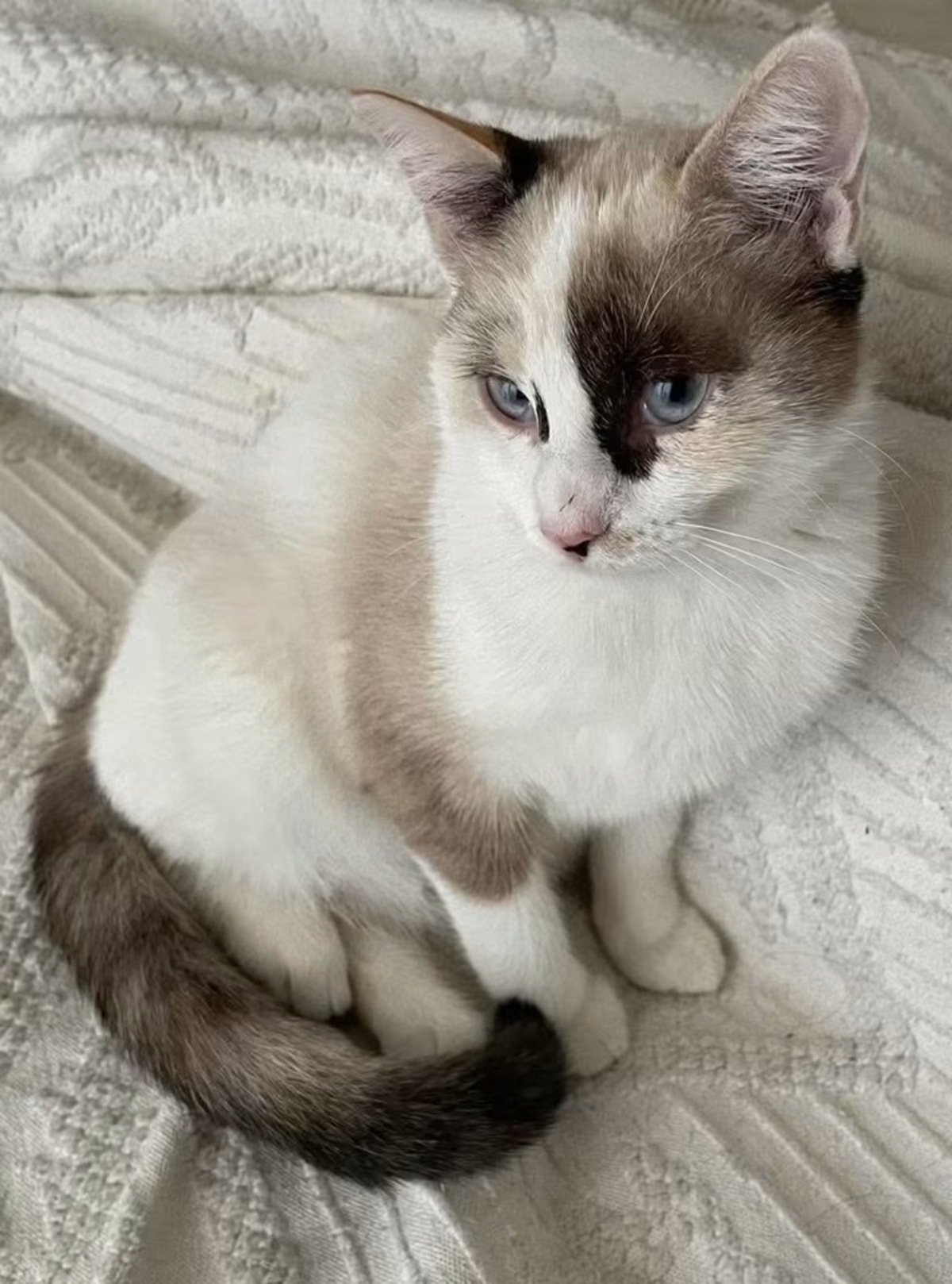 Adoption Cadanse 