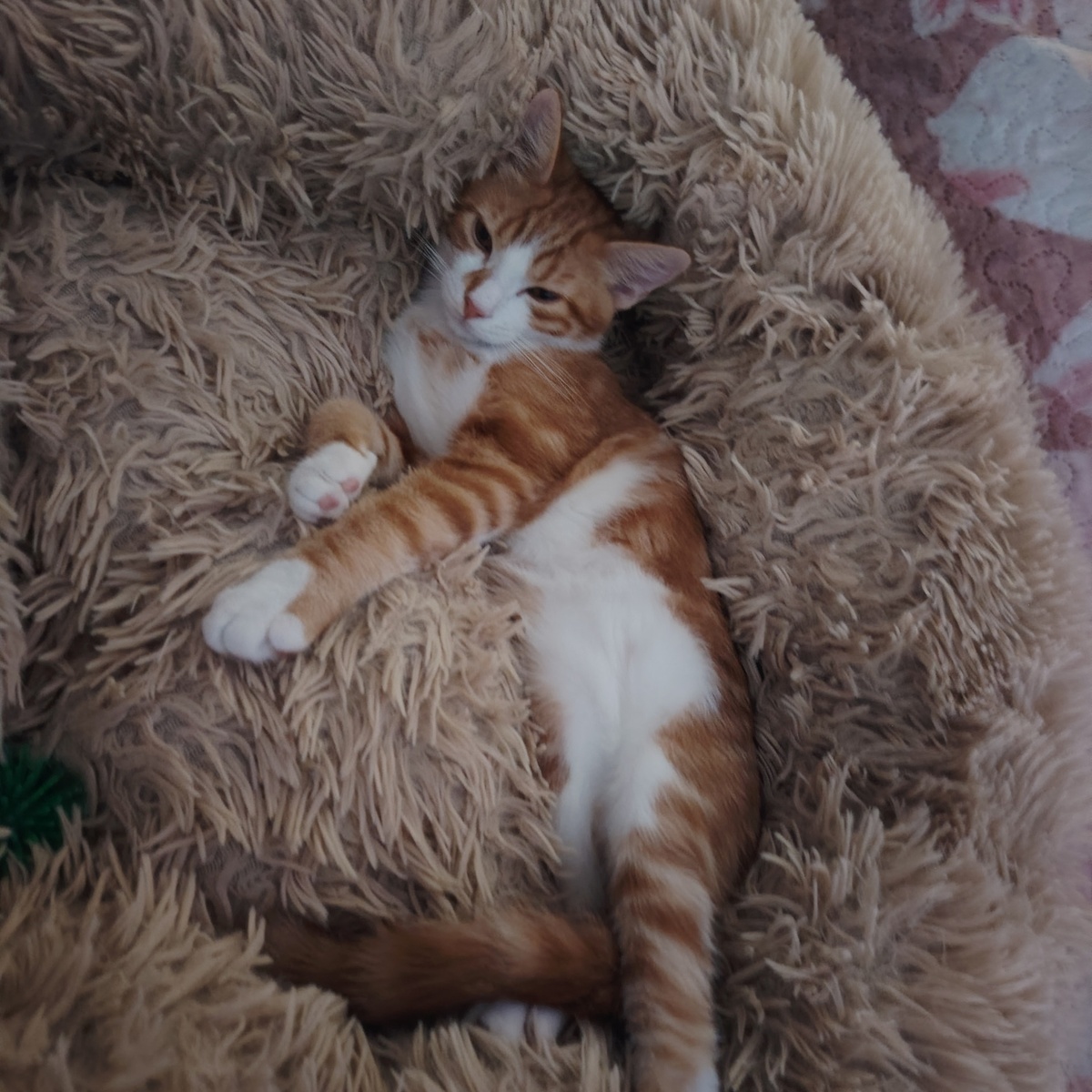 Adoption Fox