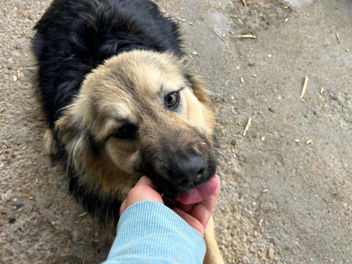 Adoption Edda