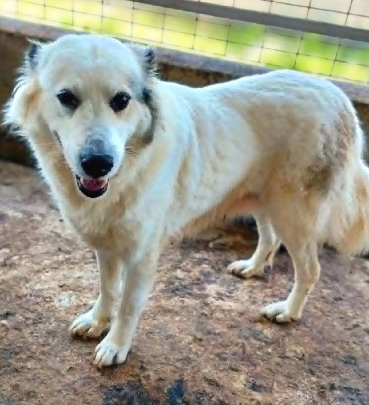 Adoption Nube
