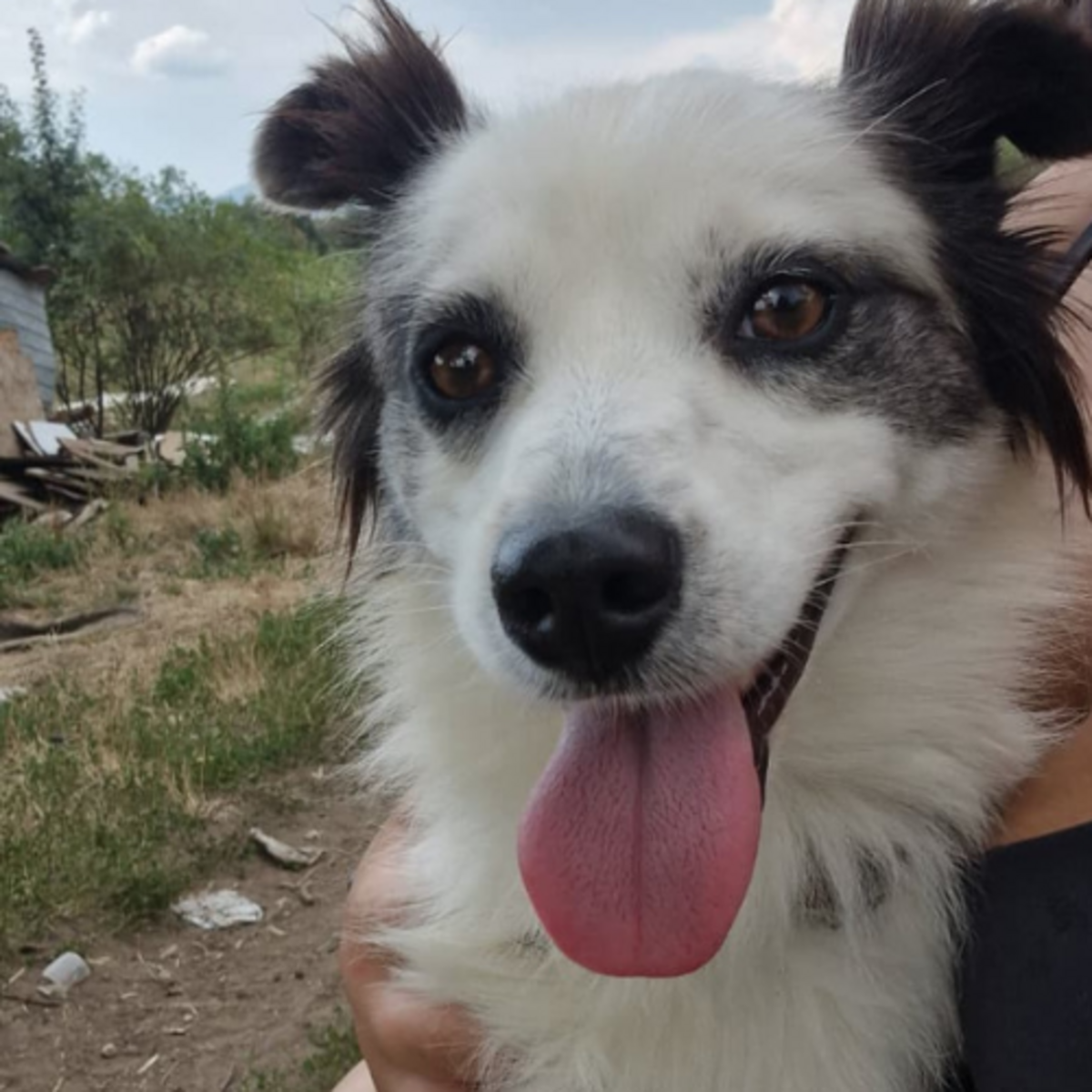 Adoption POMME