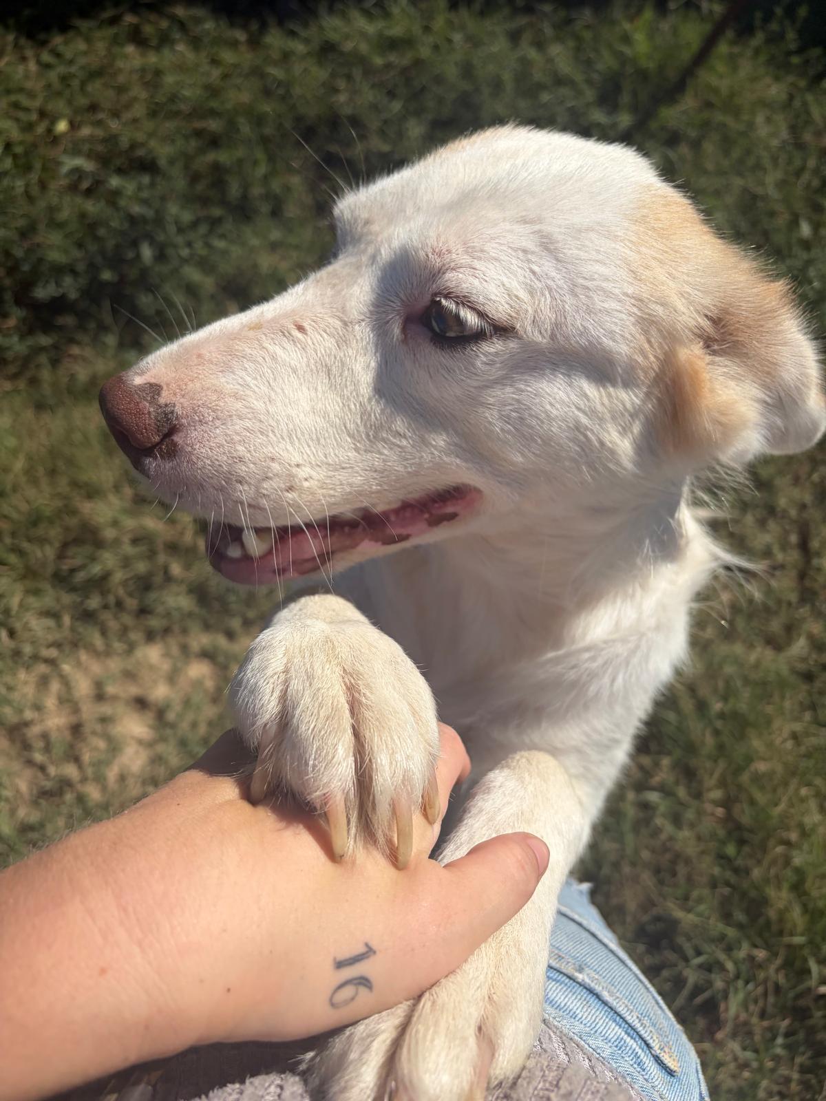 Adoption BELLE