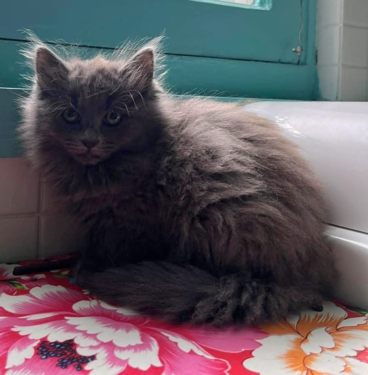 Adoption Nuage et Perlune Duo 