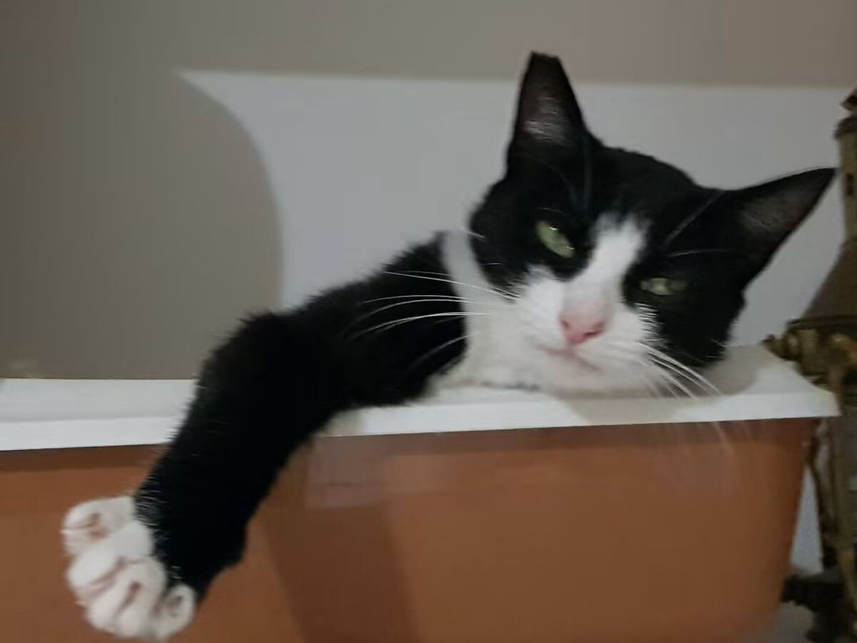 Adoption Chaussette 