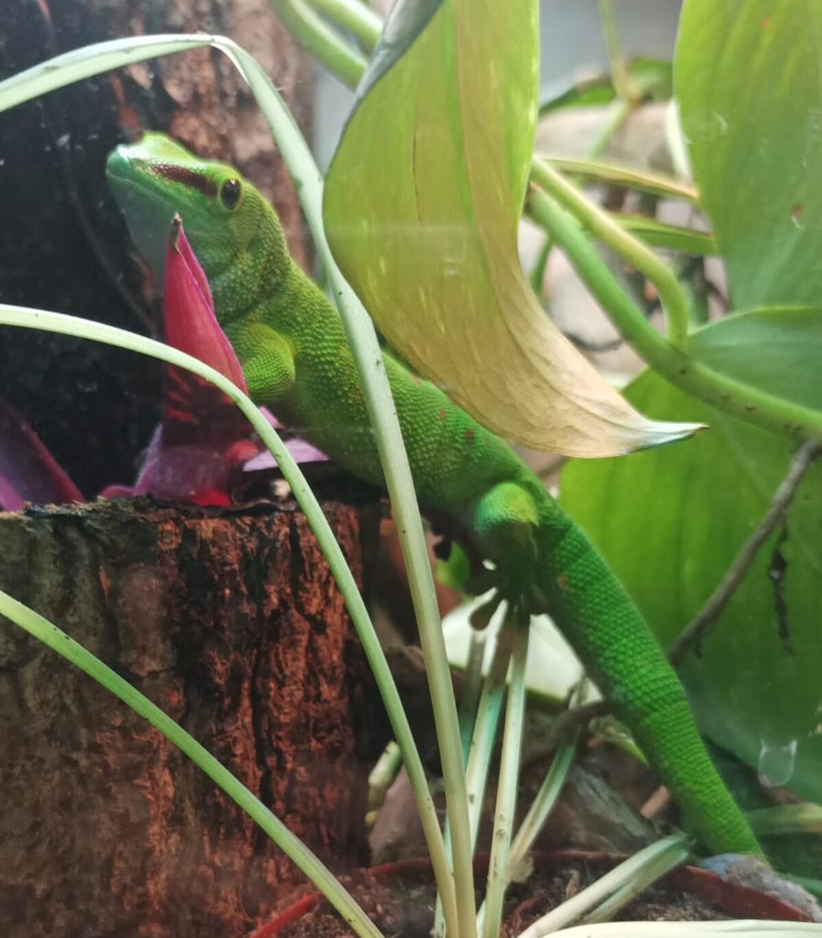 Adoption Zoom