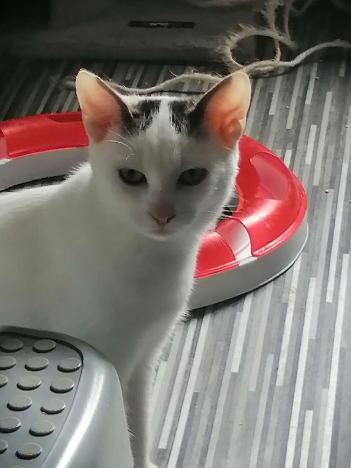 Adoption Biboune