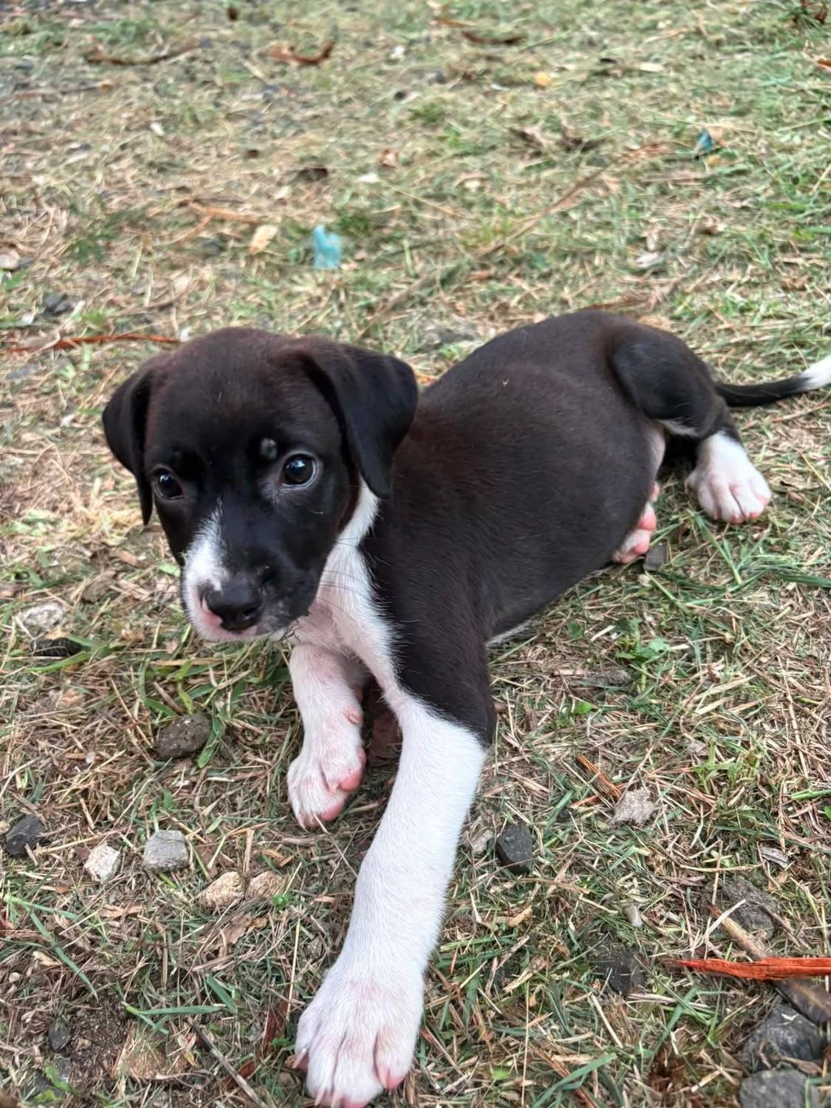 Adoption Nouche