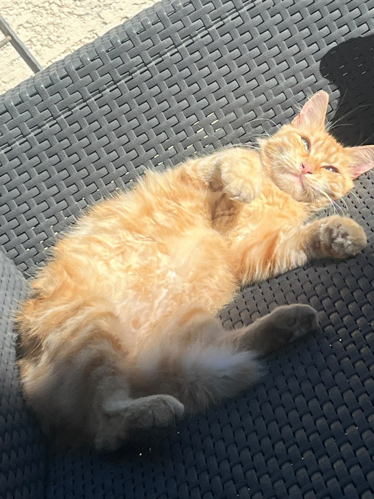 Adoption Caly