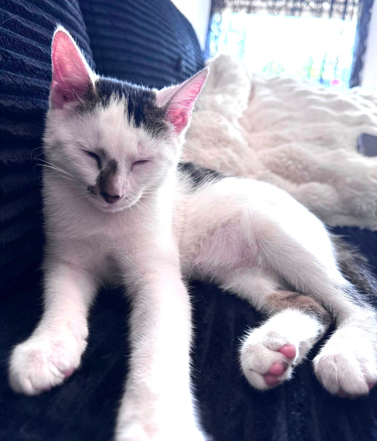 Adoption Icare
