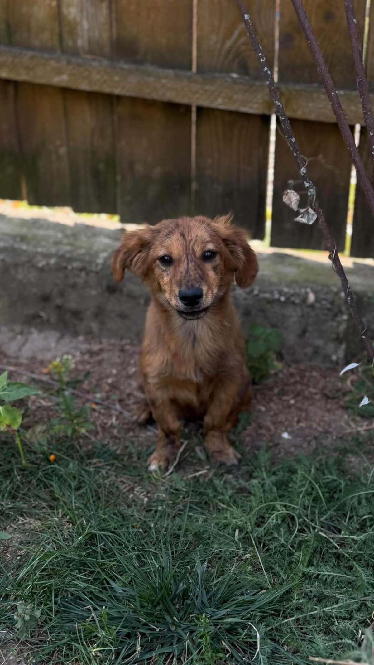 Adoption Ramm