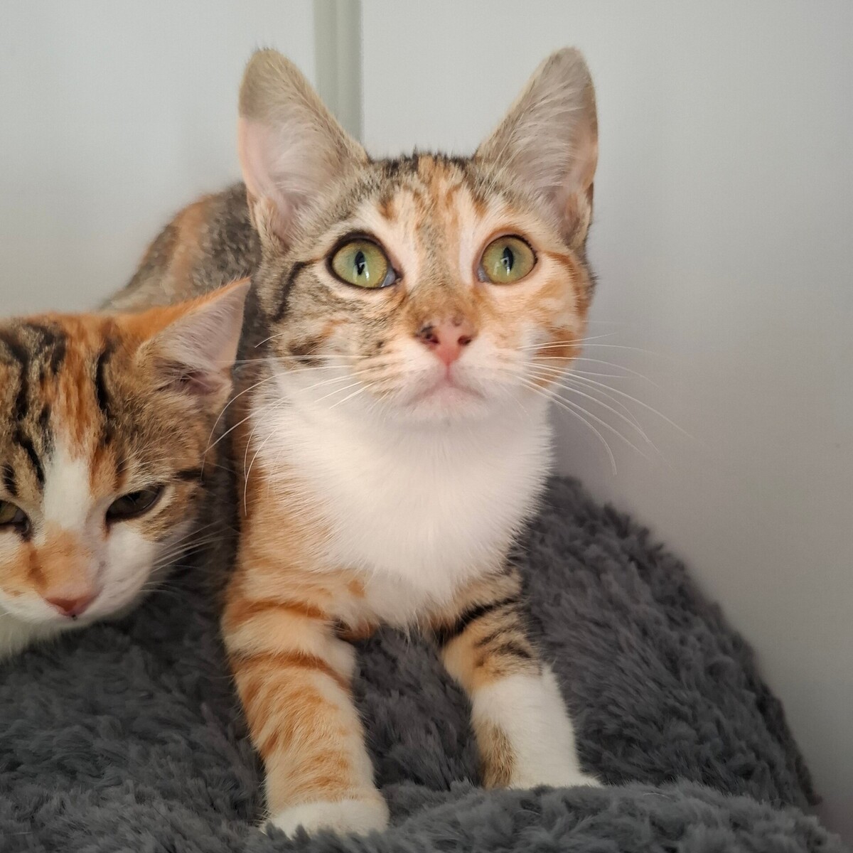 Adoption BACCARA