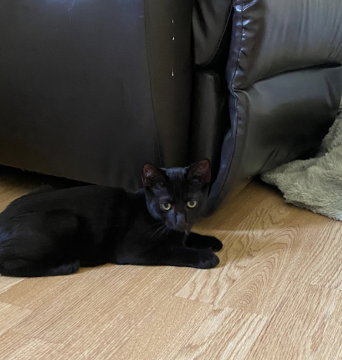 Adoption BALOO