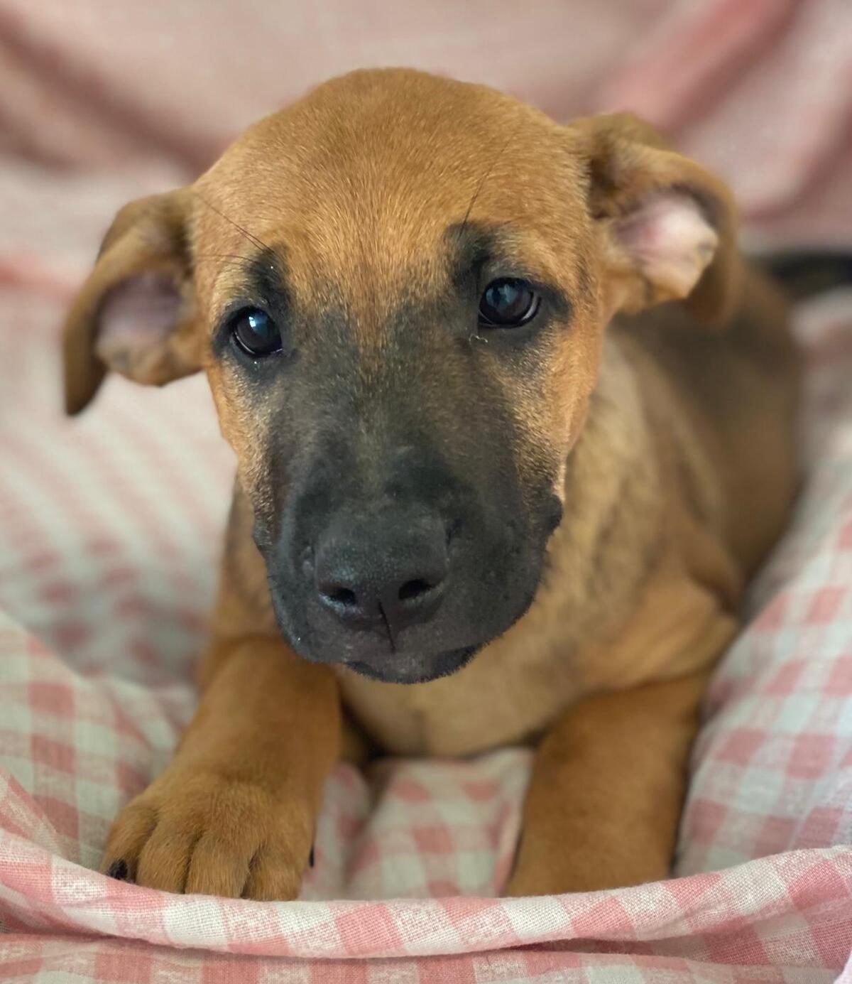 Adoption Libia