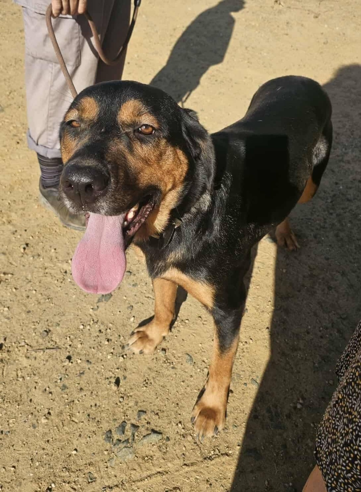 Adoption Ugo