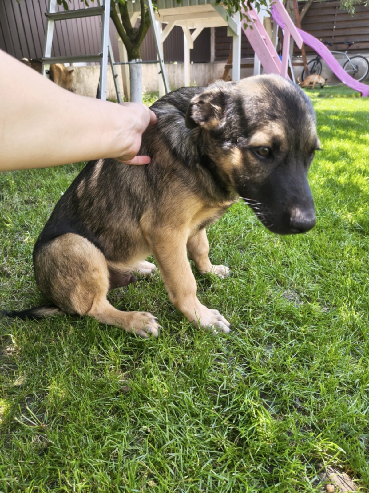 Adoption Arco