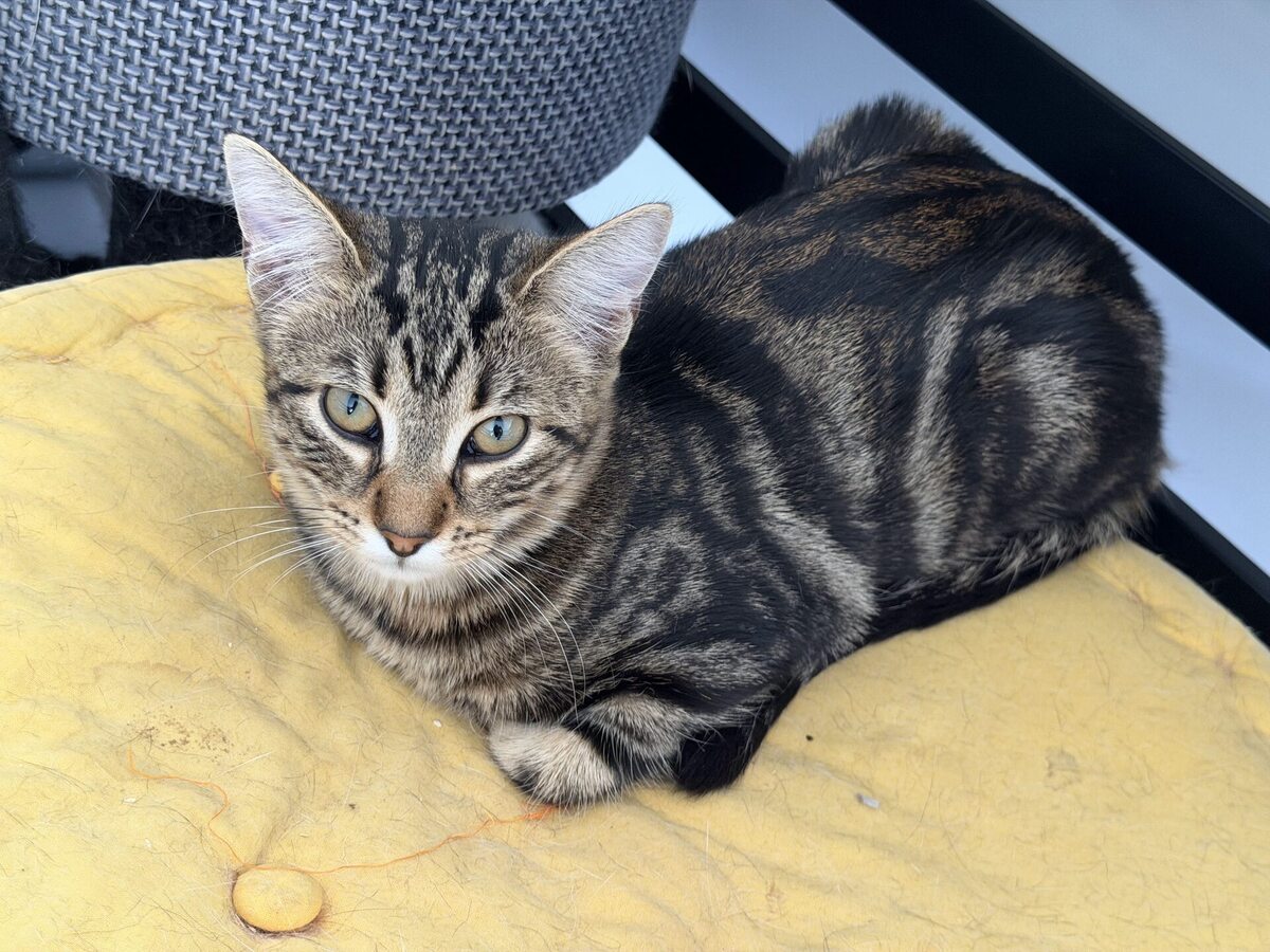 Adoption Bali