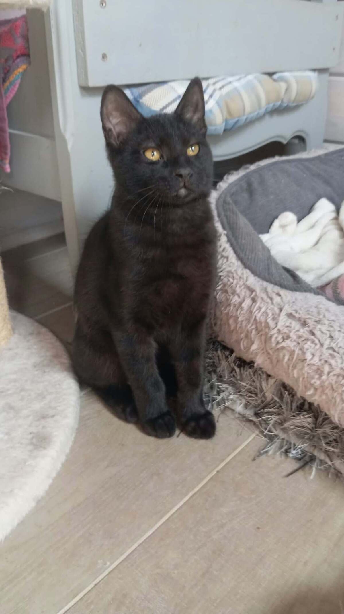 Adoption MILKSHAKE