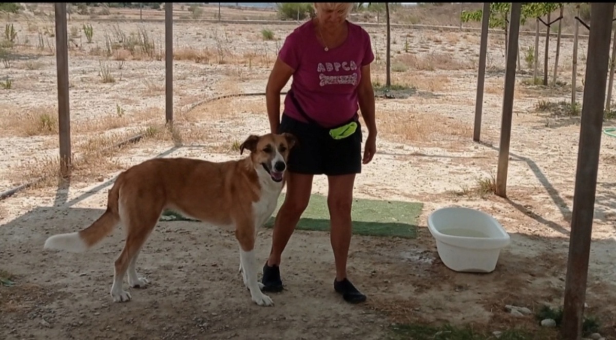 Adoption Capi