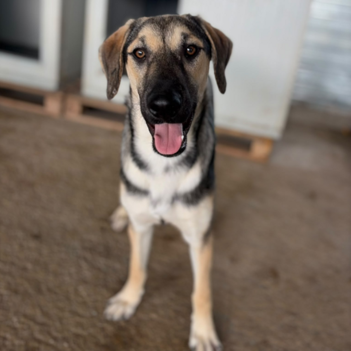 Adoption Herman