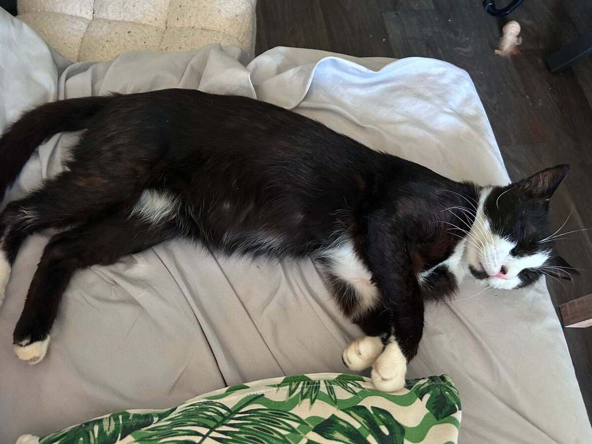 Adoption Timothée