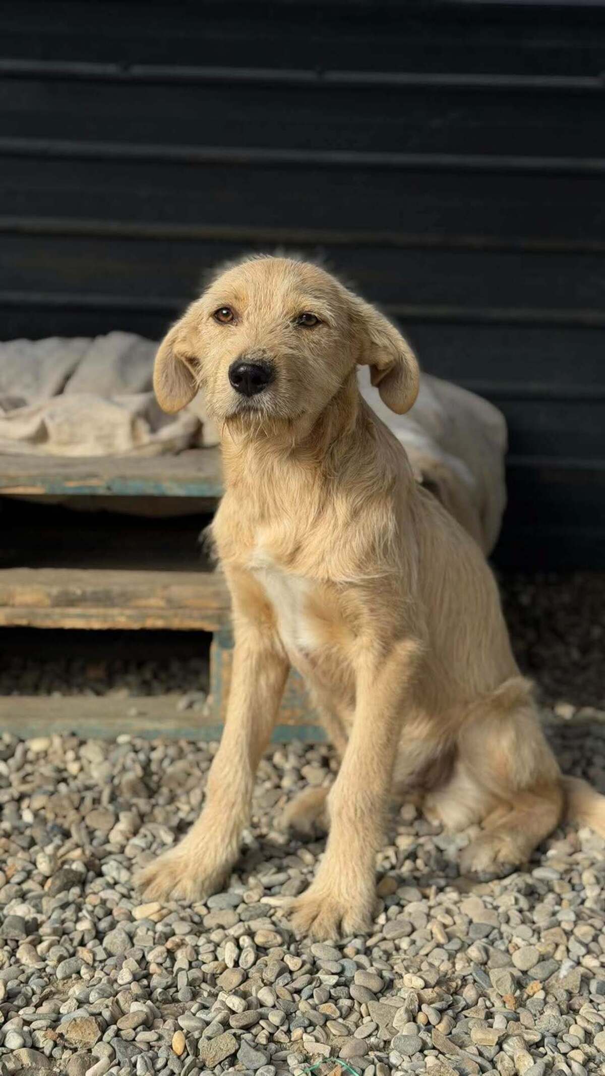 Adoption Miele