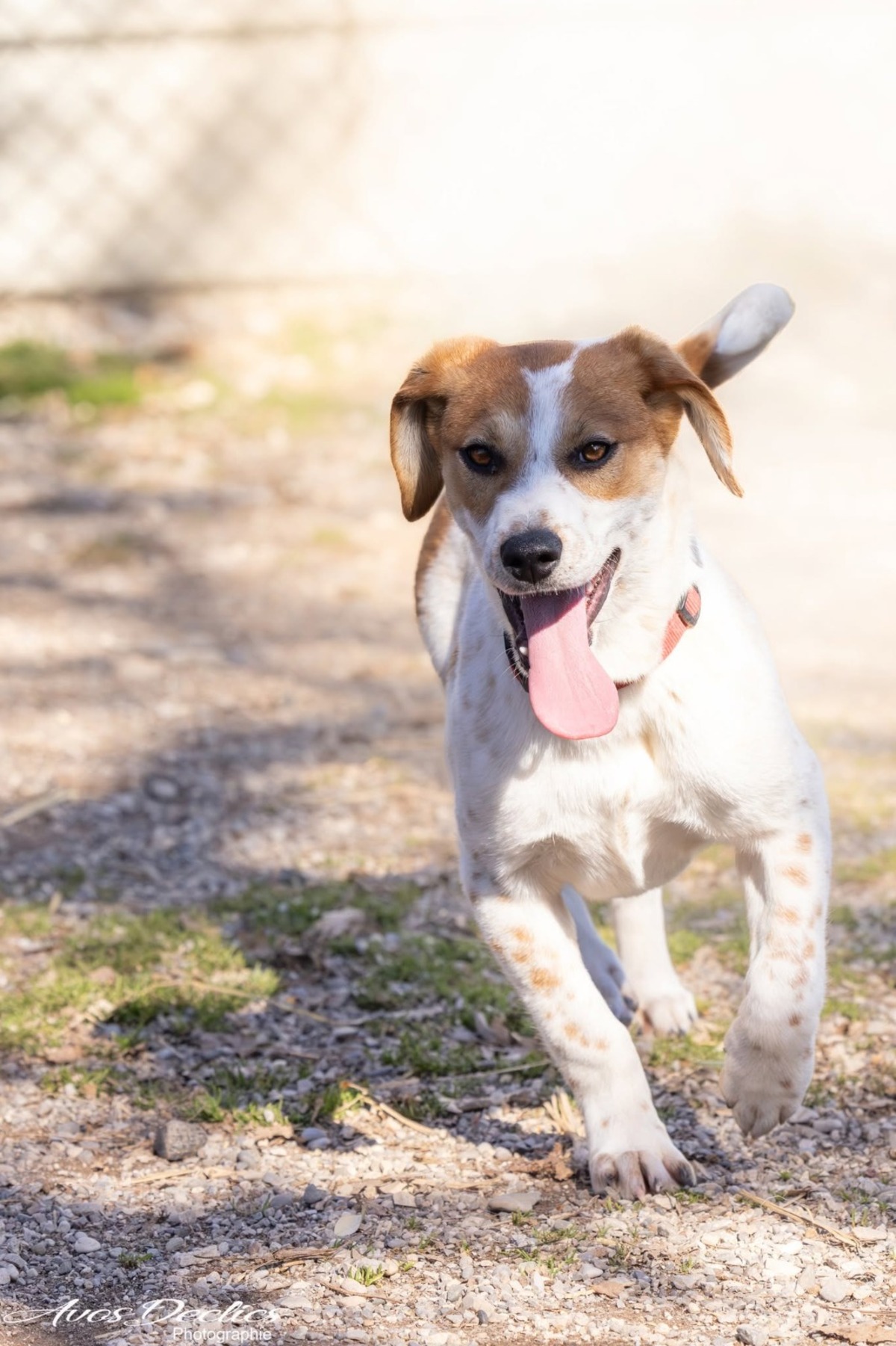 Adoption Biscuit