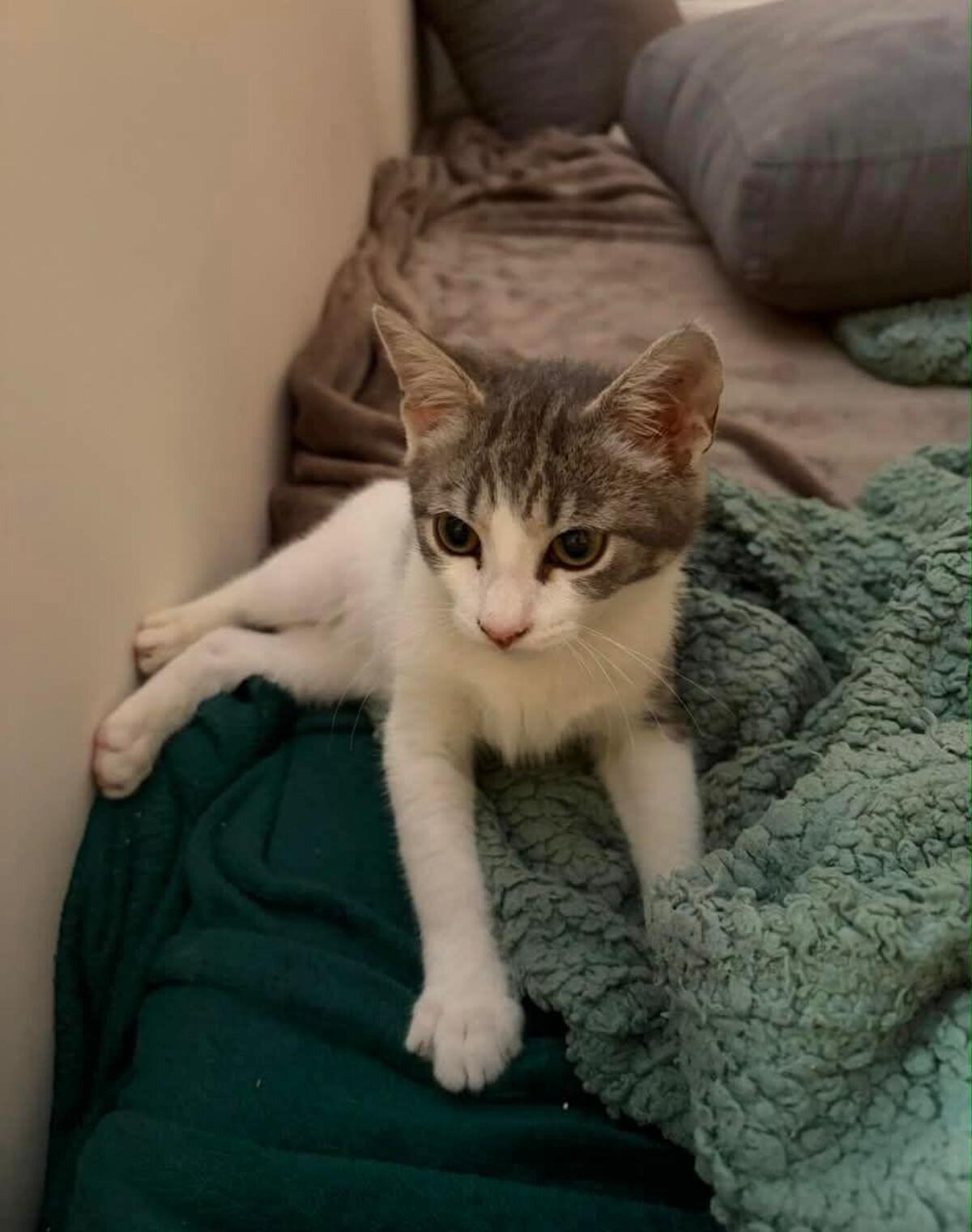 Adoption Vaï