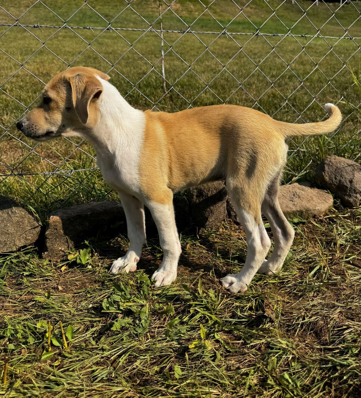 Adoption Toby