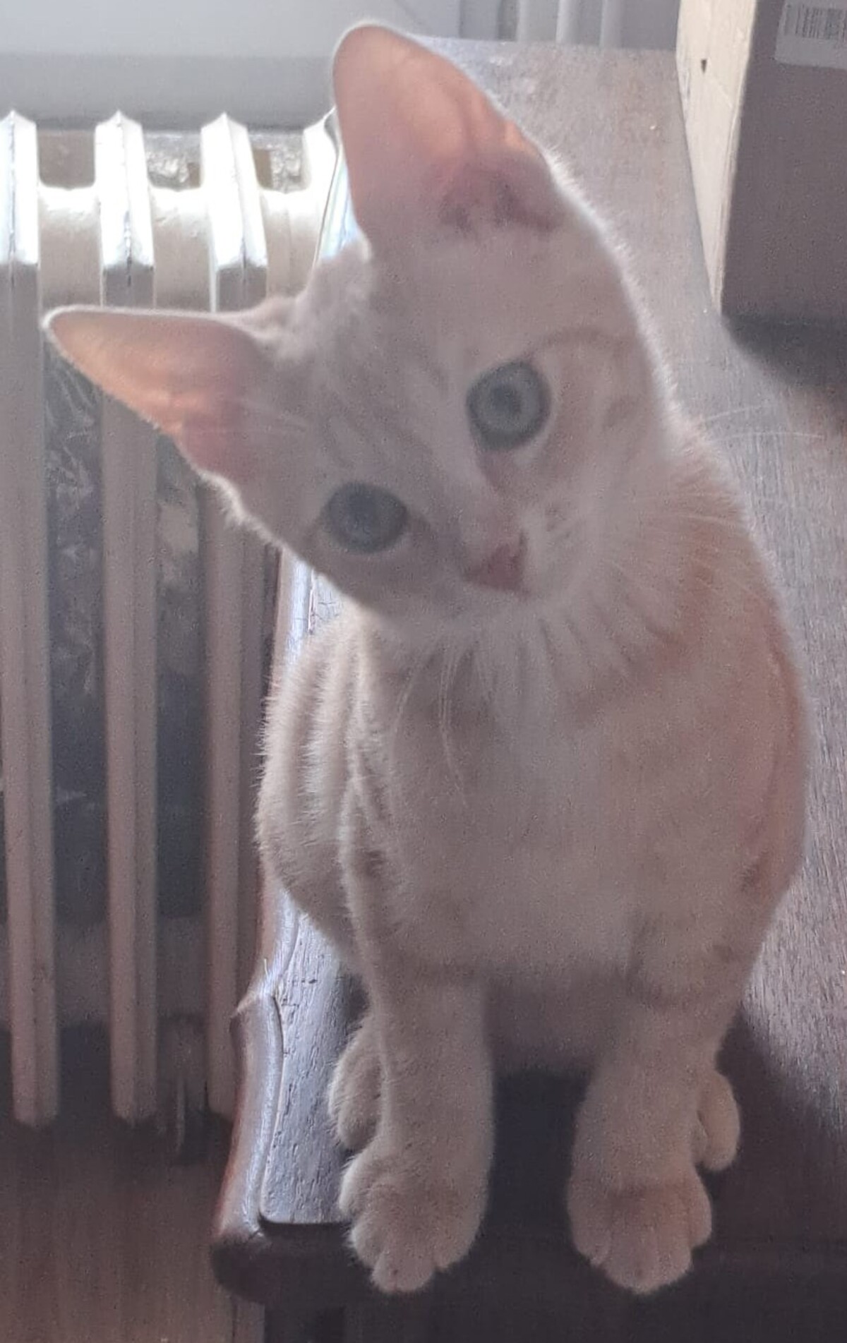 Adoption Aïko