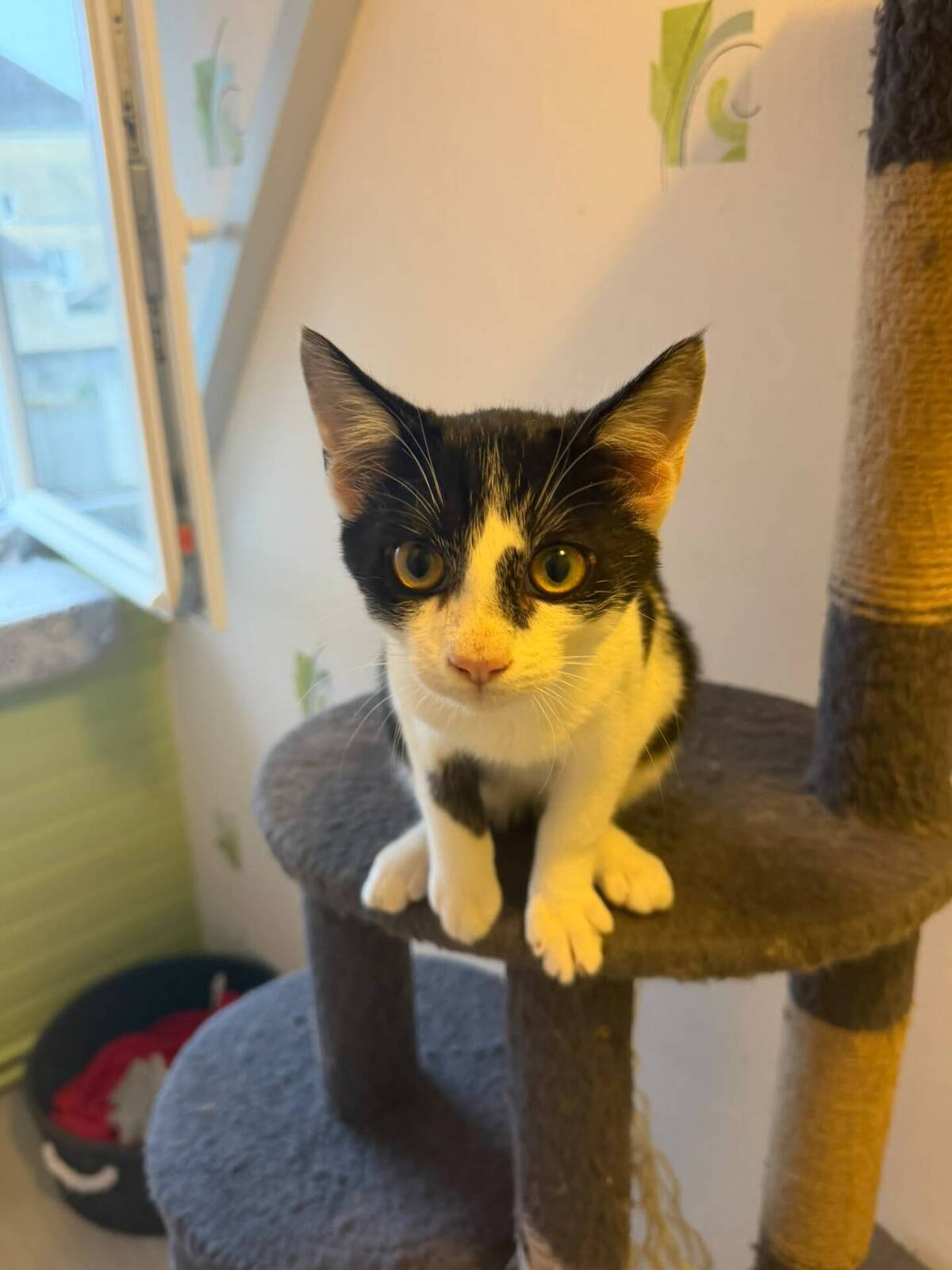 Adoption Blume