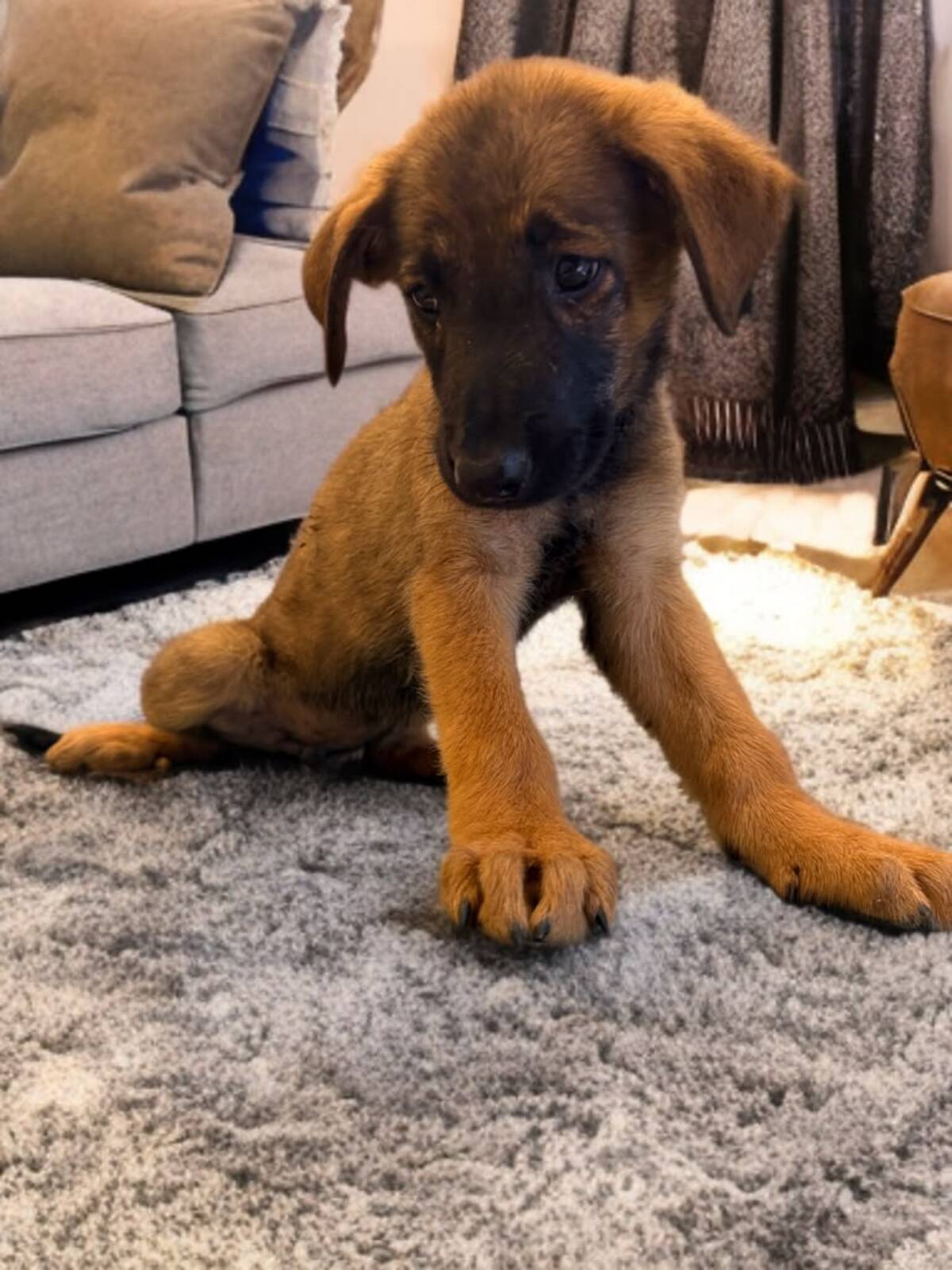 Adoption Tolga